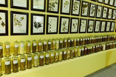 中草药植物标本 中草药