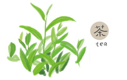 茶叶绿茶手绘