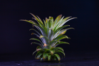 深蓝色背景下棚拍绿色的菠萝凤梨叶子