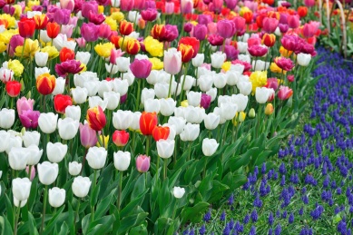 春天植物园色彩缤纷的郁金香花朵背景