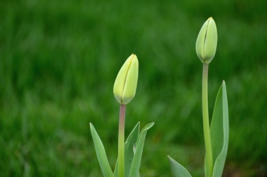 春天里的花园郁金香绿色花苞特写