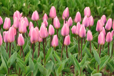 春天花园里的玫红色郁金香花朵特写