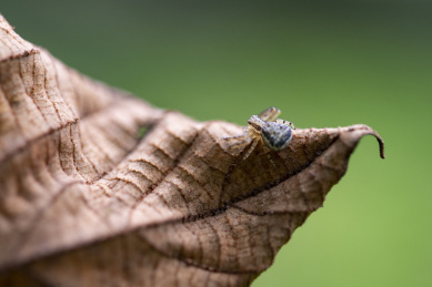 枯叶上的一只蜘蛛 图案