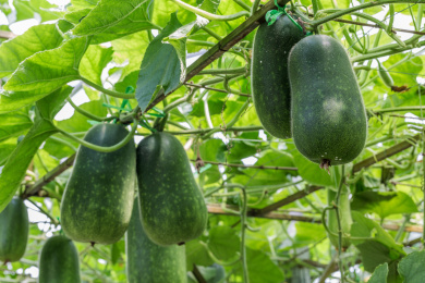 棚架下生长中的冬瓜