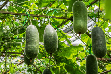 棚架下生长中的冬瓜