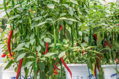 温室大棚内立体栽培的生长中的辣椒