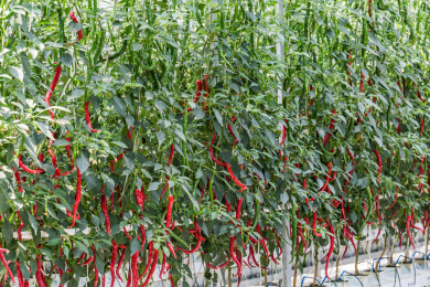 温室大棚内立体栽培的生长中的辣椒