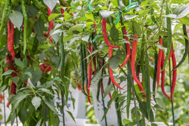 温室大棚内立体栽培的生长中的辣椒