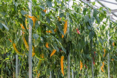 温室大棚内立体栽培的生长中的辣椒