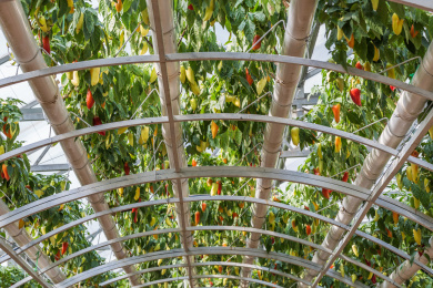 温室大棚内立体栽培的生长中的辣椒