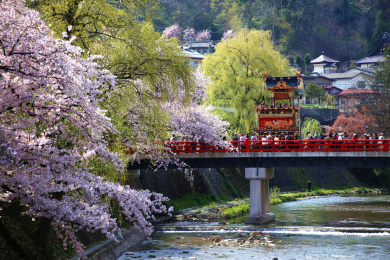 日本岐阜县高山市，春季的樱花、垂柳和正在通过红色小桥的高山祭屋台花车