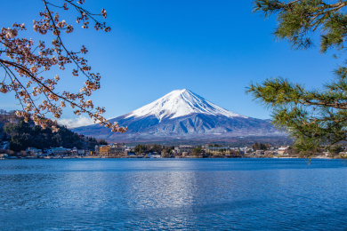 日本山梨县河口湖，蓝天下湖畔的樱花、松树与富士山