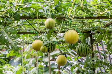 立体栽培的生长中的西瓜