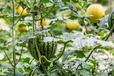 立体栽培的生长中的西瓜