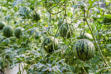 立体栽培的生长中的西瓜