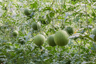 立体栽培的生长中的西瓜