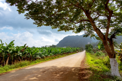 香蕉林边上的公路