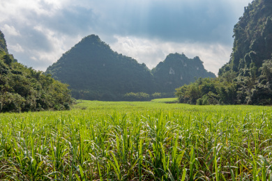 广西农村的甘蔗地