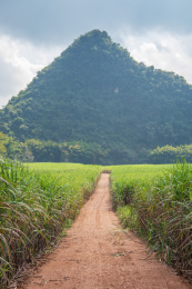 甘蔗地中间的黄泥路