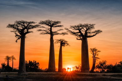 马达加斯加的猴面包树