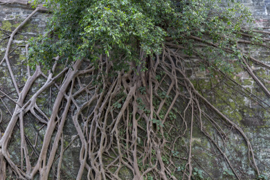 户外繁杂的榕树树根正面特写