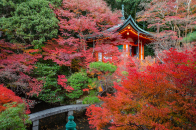 日本京都山科区毗沙门堂,日式建筑与秋季红叶
