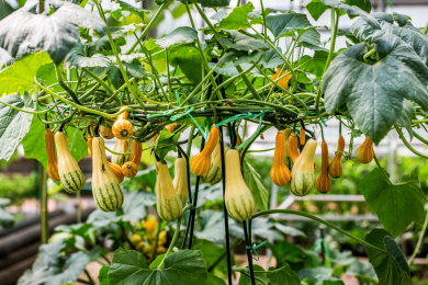 观赏型小南瓜栽培 南瓜