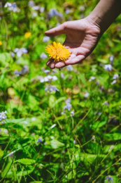手托着一朵黄色的花朵