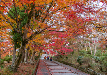 日本京都山科区毗沙门堂,秋季红叶坡道