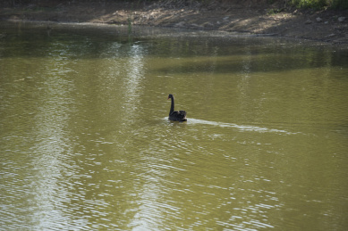 湖泊中的黑天鹅