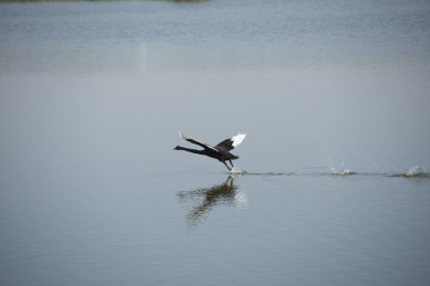 正在起飞的黑天鹅