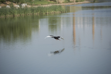 正在起飞的黑天鹅