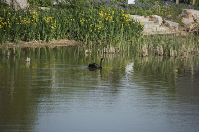 湖泊中的黑天鹅