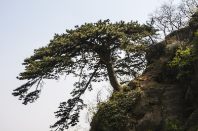 泰山顶上的一棵松树