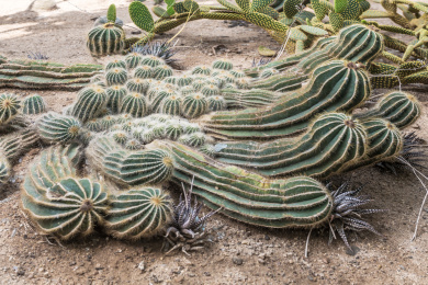 沙地上的仙人掌