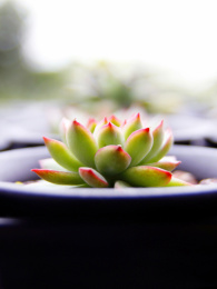 一颗美丽的多肉植物