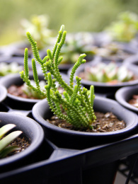 一颗美丽的多肉植物