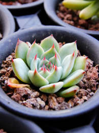 一颗美丽的多肉植物