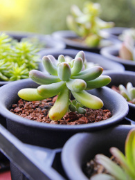 一颗美丽的多肉植物