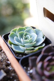 一颗美丽的多肉植物