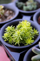 一颗美丽的多肉植物