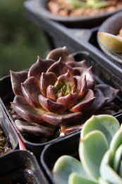 一颗美丽的多肉植物