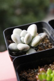 一颗美丽的多肉植物