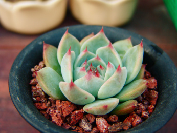 一颗美丽的多肉植物