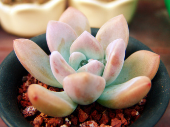 一颗美丽的多肉植物