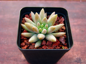 一颗美丽的多肉植物