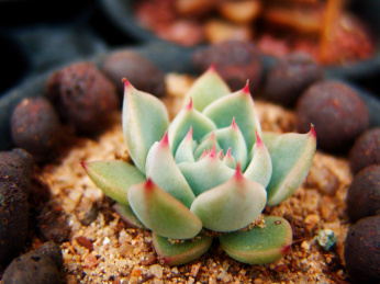 一颗美丽的多肉植物