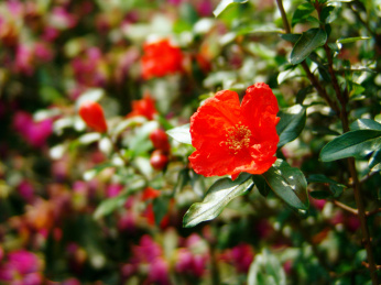 一颗美丽的多肉植物
