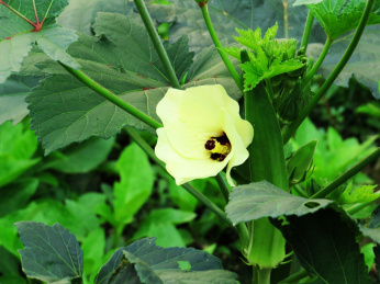 一朵美丽的秋葵花