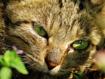 一只绿眼睛的猫